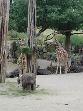 Zo Osnabrück Giraffen